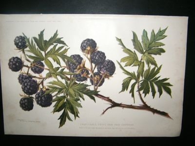 Profitable Farm and Garden: 1902 Blackberries Fruit Pri