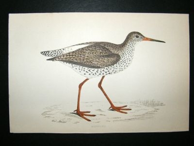Bird Print: 1867 Redshank, Morris, hand coloured