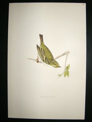 Bird Print: 1891 Dalmatian Requlus, Morris, hand coloured