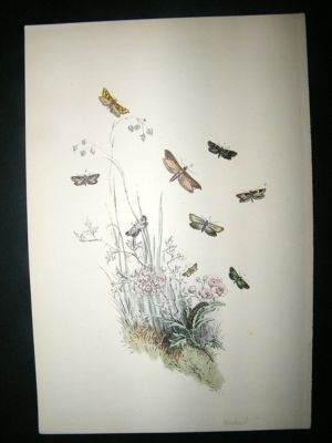 Moth Print: 1860 Plate ?, Humphreys, Antique, Hand Col