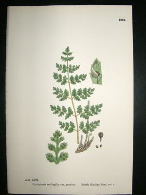 Botanical Print 1899 Brittle Bladder Fern Var. A, Sower