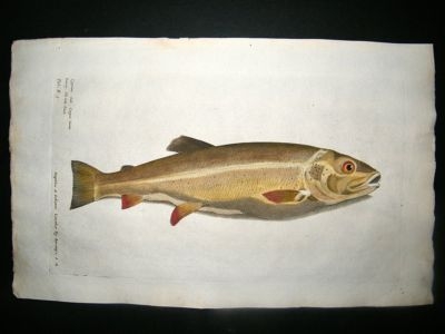 Willughby & Ray 1686 Folio Hand Col Fish Print. Common Carp