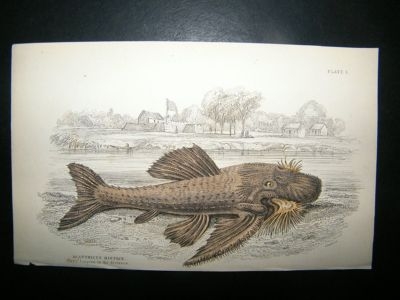 Jardine: C1840 Acanthicus Histrix Fish, Hand Col