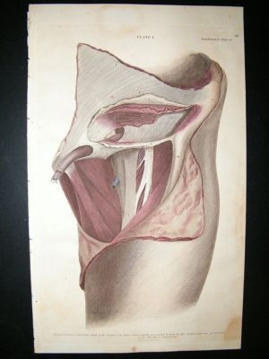 Anatomy Print 1826 Folio Hand Col Lizars Engraving