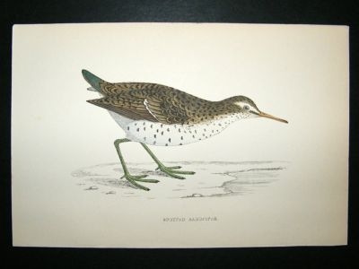 Bird Print: 1867 Spotted Sandpiper, Morris, hand coloured