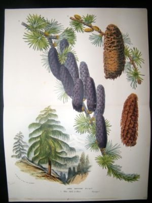 Botanical Print: C1870 Larix Griffithii, Large Van Hout