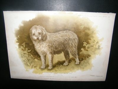 Profitable Farm and Garden: 1902 Old English Sheep Dog.