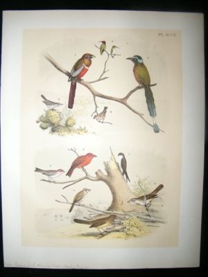 Studer 1881 Folio Bird Print. Costa Hummingbird, Mexican Trogon, Hepatic, Tanage