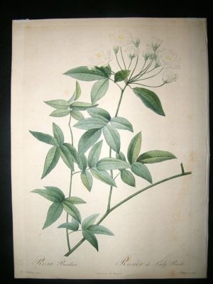 Redoute 1817 Folio Botanical Rosier de Lady Banks Rose