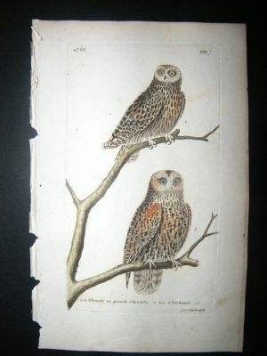 Martinet: C1780 Owls, Hand Colored Bird