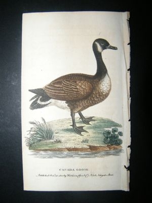 Bird Print: 1800 Canada Goose, Hand Col