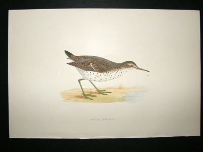 Bird Print: 1891 Spotted Sandpiper, Morris, hand coloured