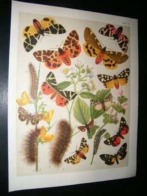 Kirby 1907 Arctiidae Tiger Moths 24. Antique Print