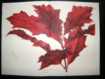 Botanical Print: C1860 Quercas Rubra, Large Van Houtte