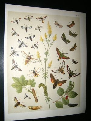 Kirby 1907 Sphingidae, Thyrididae, Sesidae etc Hawk Moths 21. Antique Print