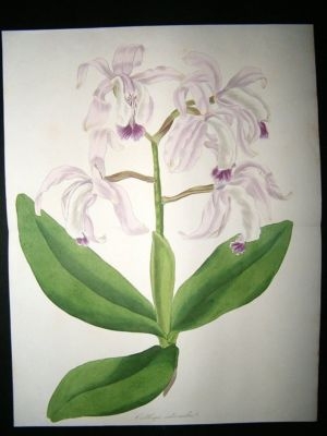 Paxton C1835 Hand Col Botanical Print. Cattleya Orchid. Double