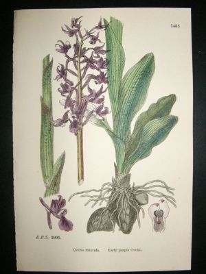 Botanical Print 1899 Early Purple Orchis Orchid, Sowerb