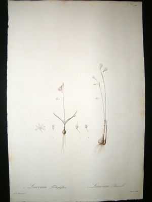 Redoute: 1800s Folio Hand Col Botanical. Leucoium