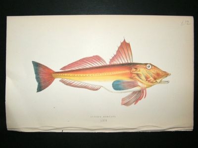 Fish Print: 1869 Bloch's Gurnard, Couch