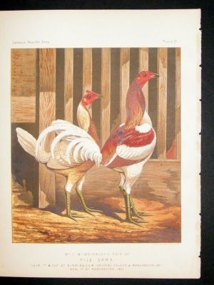 Bird Poultry Print: 1874 Pile Game, Ludlow