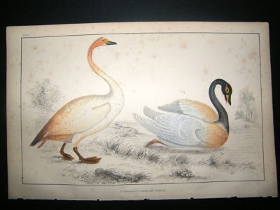Bird Print: 1857 Swans, Hand Colored, Goldsmith