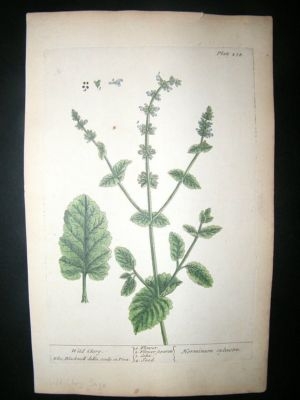 Blackwell:1737 Botanical Print. Wild Clary Sage.