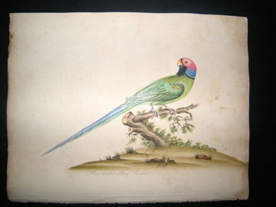 William Hayes: 1817 Rose Headed Ring Parakeet