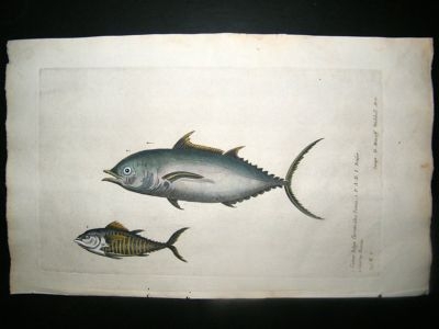 Willughby & Ray 1686 Folio Hand Col Fish Print. Tuna Fish