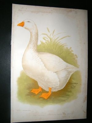 Profitable Farm and Garden: 1902 Goose, Antique Bird Pr