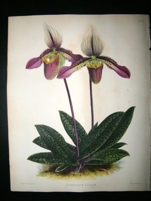 Fitch And Warner Orchid Album: 1880's Cypripedium Poltium 36. Hand Coloured, Bot
