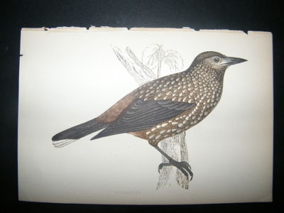 Bird Print: 1867 Nutcracker, Morris Hand Col