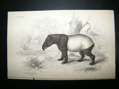 Malayan Tapir: C1840 Hand Col Print, Jardine