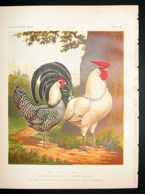 Bird Poultry Print: 1874 Silver Pencilled Hamburghs