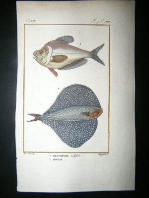 Fish Print: 1805 Oligopode, Bossy, Hand Col, Latreille