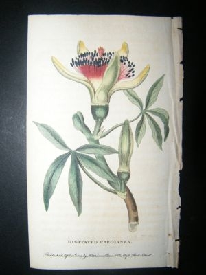 Botanical Print: 1800 Digitated Carolina, Hand Coloured