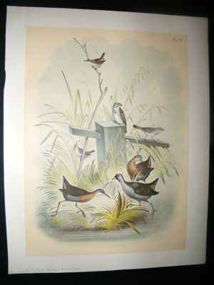 Studer 1881 Folio Bird Print. Virginia Rail, Song Sparrow, Marsh Wren
