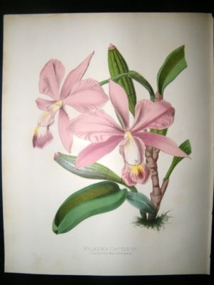 Botanical Print: 1882 Walkers Cattleya, Paxton, Antique