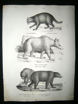 Schinz: 1820's Antique Print, Bears, Racoon.