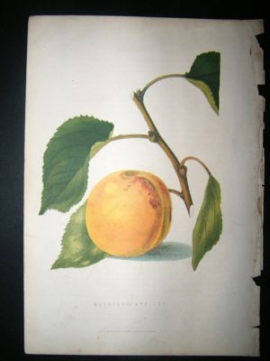 Botanical Print: 1874 Moorpark Apricot, Fruit