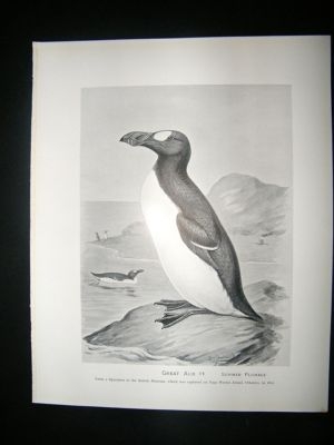 Bird Print: 1898 Great Auk, Frohawk