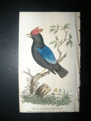 Bird Print: 1800 Blue Backed Manakin