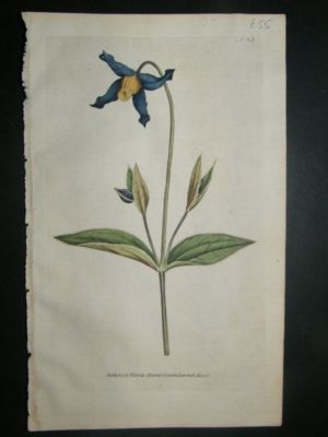Botanical Print 1787 Virgin's-Bower #65, Curtis hand co