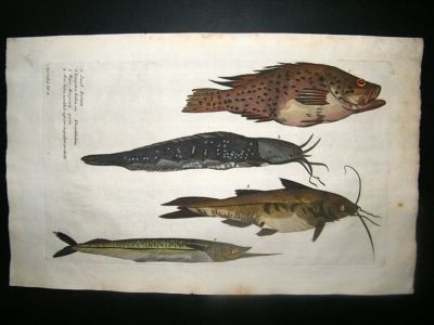 Willughby & Ray 1686 Folio Hand Col Fish Print. Lampetra etc