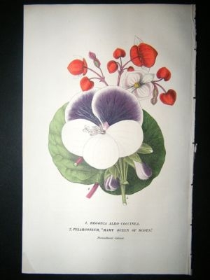Botanical Print: 1845 Begonia Albo-Coccinea. Hand col