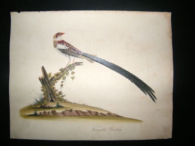 William Hayes: 1817 Variegated Bunting, Hand Col Bird