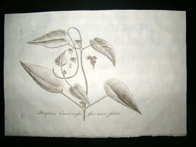 Dillenius 1774 Folio Botanical Print. Anglepod 229