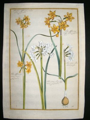 Daniel Rabel: 1620's folio hand col' botanical. Narciss