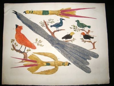 Albertus Seba: C1750 Paradise Birds 60. LG Folio Hand Col Print