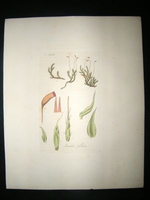 Botanical Print: 1818 Mosses, Leucodon Pallidus, Hooker