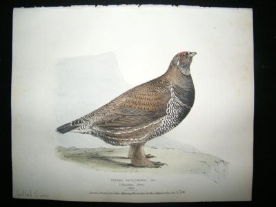 Swainson 1831 Spotted Grouse, Hand Col Bird Print